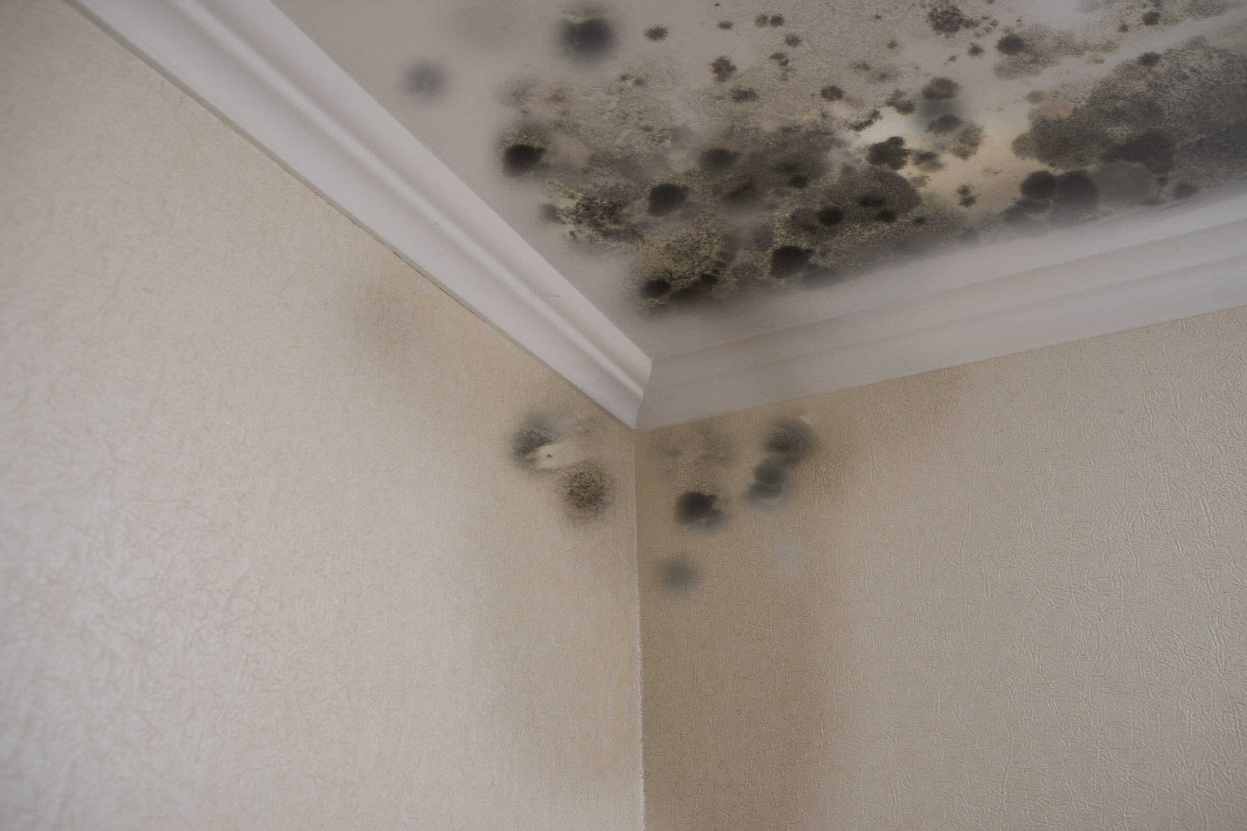 Black,Mold,Damage,To,Home