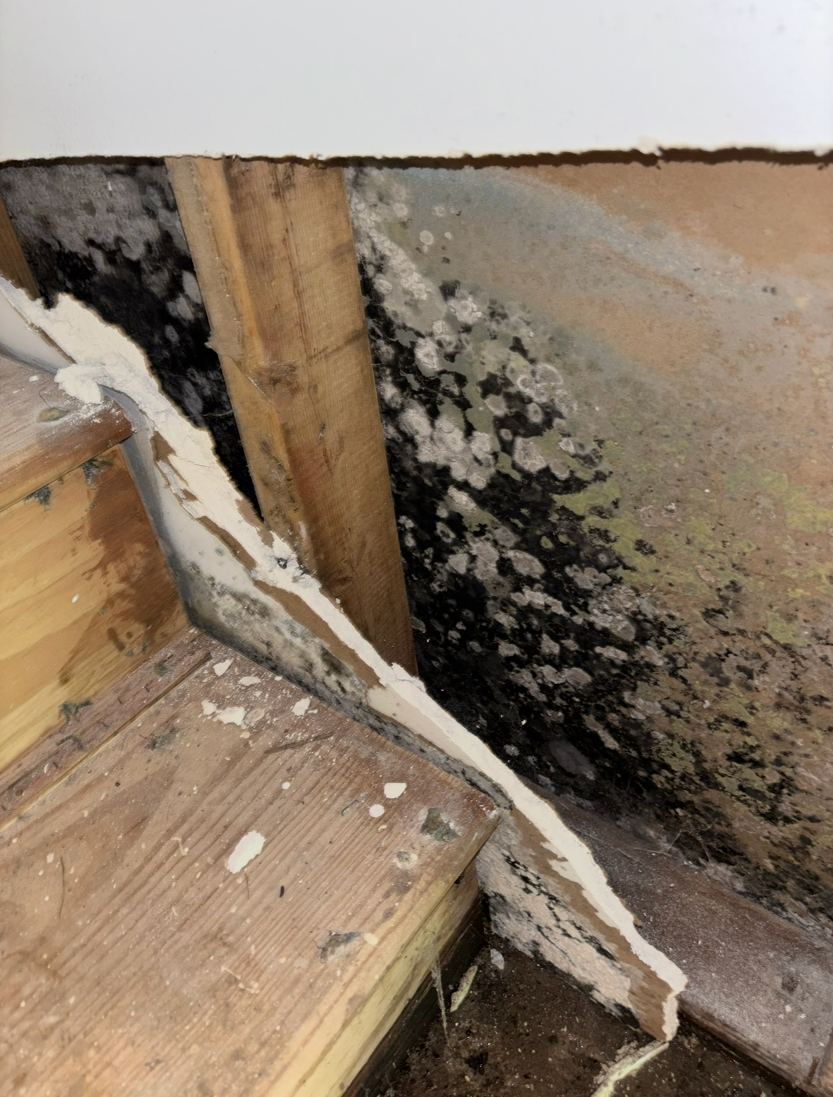 mold